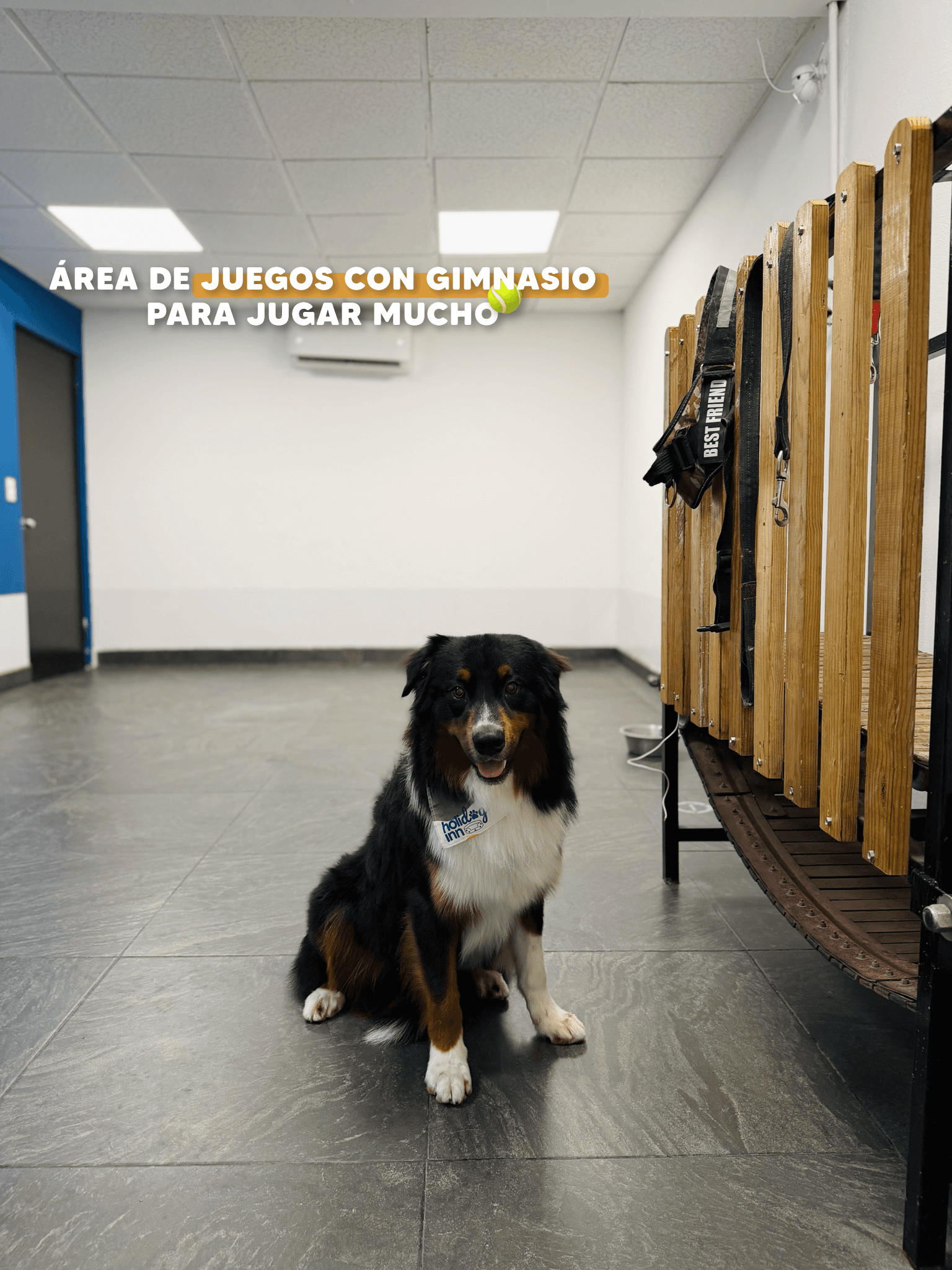 Perro hospedado en las instalaciones de Holidog Inn