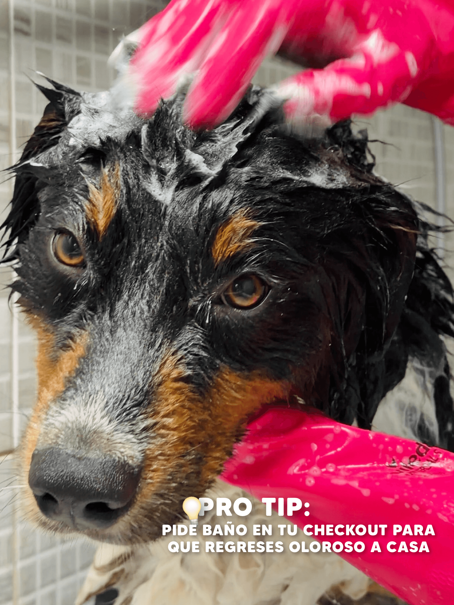 Perro en el spa de Holidog Inn